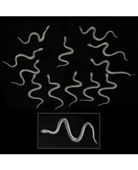 ST ANIMALES GLOW HALLOWEEN X 1/240