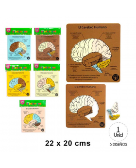 GOMA EVA PUZLE CEREBRO HUMANO /192