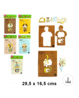 SISTEMA DIGESTIVO EVA /192